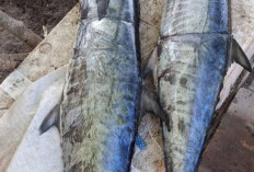 Ternyata Ini Manfaat Ikan Tenggiri, Salah Satunya Mendukung Sistem Kekebalan Tubuh