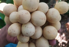 Miliki Ciri Khas Kulit Yang Tipis dan Berwarna Coklat, Ini Dia Manfaat Dari Buah Duku