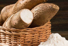 Singkong Tanaman Obat Alternatif Gluten-Free dengan Serat Tinggi untuk Energi Optimal dan Pencernaan Sehat