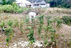Warga Arkomba Desa Manggul Sulap Lahan Tidur Jadi Kebun Produktif