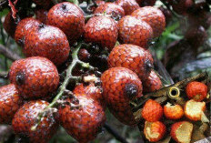 Tanaman Obat Biji Buah Rotan, Sumber Antioksidan dan Antikanker Potensial dari Hutan Tropis