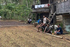 Menanti Panen April, Harga Kopi Empat Lawang Bertahan di Rp55 Ribu per Kilogram