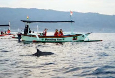 Ini Dia Alasan Mengapa Lumba-lumba Sering Berenang di Dekat Kapal, Nomor 2 Tidak Menyangka