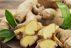 Tanaman Obat Jahe, Pembangkit Metabolisme dan Eliksir Awet Muda