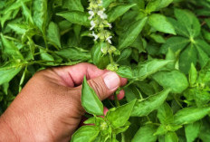 Wajib Tau! Ini Dia 8 Jenis Tanaman Obat Tipes Alami untuk Mempercepat Kesembuhan