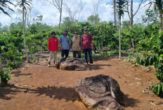 Perjalanan Tim Panoramic of Lahat Hingga ke Pelosok Desa, Temukan Arca Megalitik Pasemah