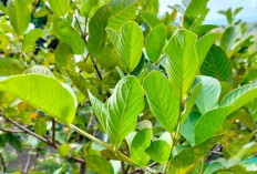 Manfaat Daun Jambu Biji untuk Kesehatan, Tanaman Obat Dapat Atasi Diare