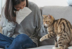 Bulu Kucing Membahayakan Kesehatan, Berikut 3 Hal yang Harus Dihindari dan Cara Mengurangi Risikonya
