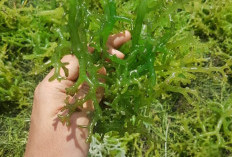 Wow Ternyata Rumput Laut Menyimpan Banyak Manfaat Kesehatan, Salah Satunya Mendukung Kesehatan Kulit