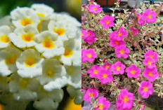 4 Jenis Tanaman Obat Ampuh Mengatasi Biang Keringat, Berikut Ramuan Herbalnya