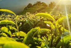 Konsumsi Tanaman Obat Teh Bisa Memperlambat Proses Penuaan ? Yuk Simak Penjelasannya