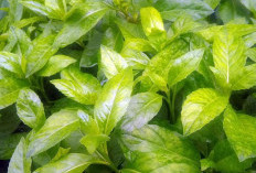 Rahasia Kesehatan dari Tanaman Obat Sambung Nyawa! Penyelamat Alami untuk Diabetes dan Hipertensi