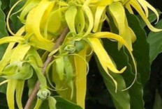 Tanaman Obat Bunga Kenanga, Aroma Menenangkan dan Potensi Antimikroba
