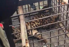 Heboh! Macan Dahan Masuk Halaman Rumah Warga di Talang Berangin