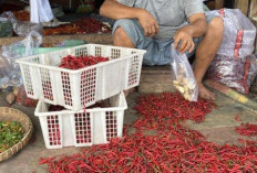 Harga Cabe Merah Kriting Turun