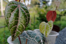 Sederet Manfaat Tanaman Obat Daun Sirih Banti Meredakan Berbagai Penyakit