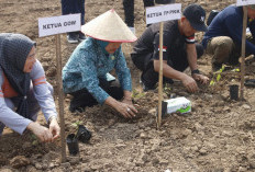 Ketua TP PKK Empat Lawang Tanam Cabai Bersama TPID dalam Gerakan Sumsel Mandiri Pangan