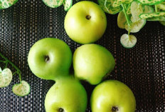 Racun di Dalam Tubuh Beraih Dengan Mengkonsumsi Buah Bidara, Ini 6 Manfaat Tanaman Oabat Buah Bidara 