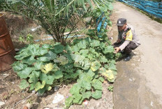 Bhabinkamtibmas Desa Canggu Tinjau Pekarangan Bergizi Warga, Dorong Kemandirian Pangan Keluarga