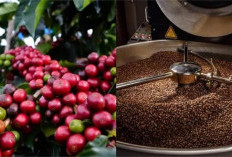 Lahat Termasuk 5 Besar Sentra Kopi Sumsel, Penyumbang 15 Persen Produksi Robusta Nasional 