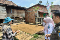  Tembakau Desa Tanjung Beringin: Antara Tradisi dan Tantangan Ekonomi