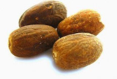 Wow Biji Alpukat! Dari Limbah Dapur Menjadi Tanaman Obat Penjaga Jantung yang Menjanjikan