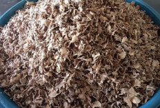 Musim Hujan, Warga Kikim Berburu Jamur Gerigit