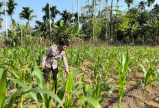 Polsek Merapi Barat Tinjau Perkembangan Kebun Jagung Manis di Desa Muara Maung