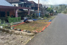 Memasuki Masa Panen, Harga Kopi di Empat Lawang Belum Beranjak Naik