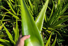 5 Manfaat Tanaman Obat Lidah Buaya, Bisa Mengatasi Jerawat