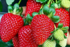 10 Manfaat Strawberry untuk Kesehatan