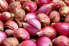  Sempat Naik! Harga Bawang Merah Kembali Turun