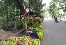 BISNIS : Pedagang Pisang di Lahat Tetap Eksis