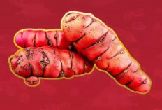 10 Manfaat Tanaman Obat Jahe Merah untuk Kesehatan, Baik untuk Diet