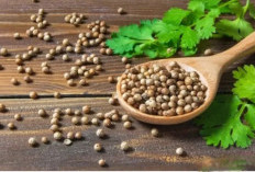 Manfaat Tanaman Obat Ketumbar untuk Kesehatan, Baik Untuk Kesehatan Jantung