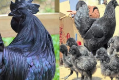 9 Fakta Ayam Cemani Yang Dikenal Langka dan Mahal