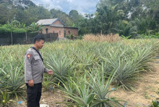 Sinergi Polisi dan Warga: Lahan Tidak Produktif Disulap Jadi Kebun Nanas