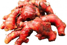 Wow! Jahe Merah Tanaman Obat Primadona untuk Penghangat Tubuh dan Daya Tahan