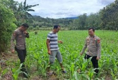 Polsek Tanjung Sakti Pantau Tanaman Jagung