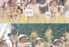 Panen Raya Padi, Bupati Kabupaten Lahat Ajak Tangkal Konversi Lahan