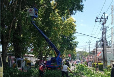 PLN ULP Lembayung Tingkatkan Keandalan Listrik melalui Program Right of Way (ROW) dengan Sinergi bersama DLH 