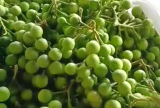 Tanaman Obat Buah Cempoka Miliki Manfaat Kesehatan, Salah Satunya Menjaga Kesehatan Jantung