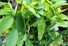 Ini Beberapa Manfaat Tanaman Obat Daun Katu Untuk Kesehatan, Nomor 1 Baik Untuk Ibu Yang Menyusui