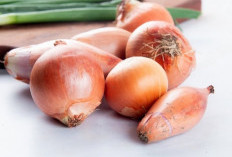 Tanaman Obat Bawang Bombai Dapat Membantu Menurunkan Tekanan Darah dan Kolestrol, Ini Dia 6 Manfaat Kesehatan