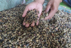 Harga Kopi di Empat Lawang Kembali Turun