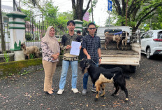PTBA Berbagi Hewan Kurban kepada Organisasi