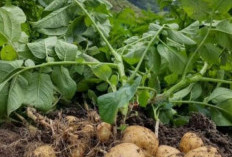6 Manfaat Kentang Untuk Kesehatan, Nomor 4 Membantu Menurunkan Tekan Darah