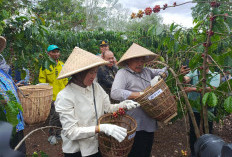 Panen Kopi, Bupati Fokuskan Produksi Bisa Lebih Banyak Lagi