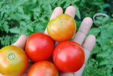 Manfaat Tomat Untuk Kesehatan, Baik Untuk Program Diet dan Menurunkan Berat Badan