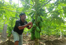 Petani Keluhkan Harga Pepaya di Lintang Kanan Anjlok